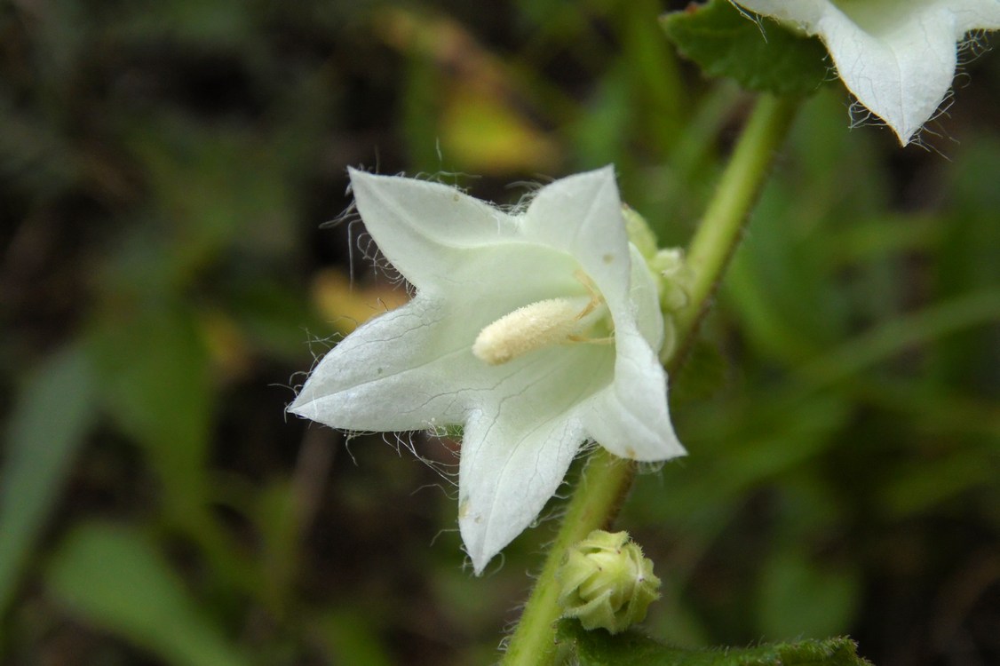 Изображение особи Campanula alliariifolia.