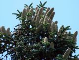 Abies pinsapo
