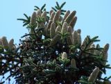 Abies pinsapo. Молодые шишки на верхушке дерева. Крым, г. Феодосия, территория армянского монастыря Сурб Саркис, возле могилы И.К.Айвазовского. Июль 2016 г.