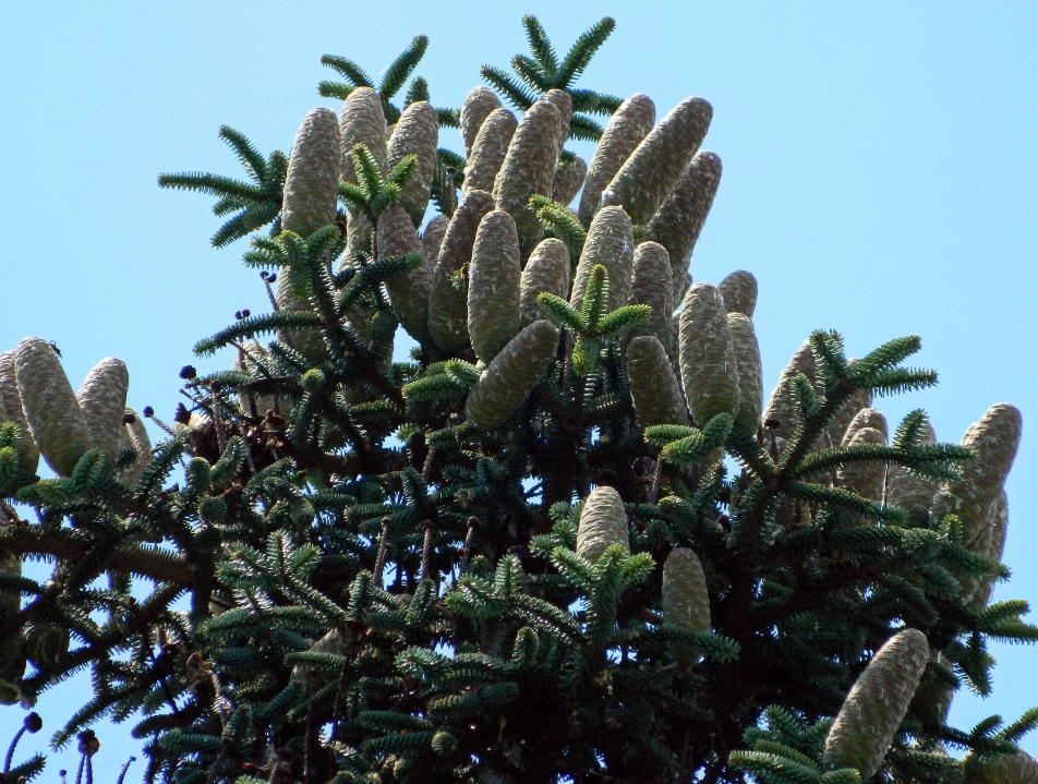 Изображение особи Abies pinsapo.