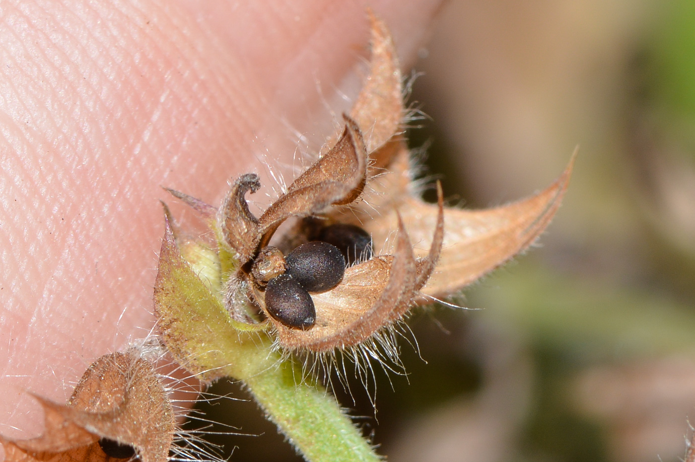 Image of Salvia verbenaca specimen.