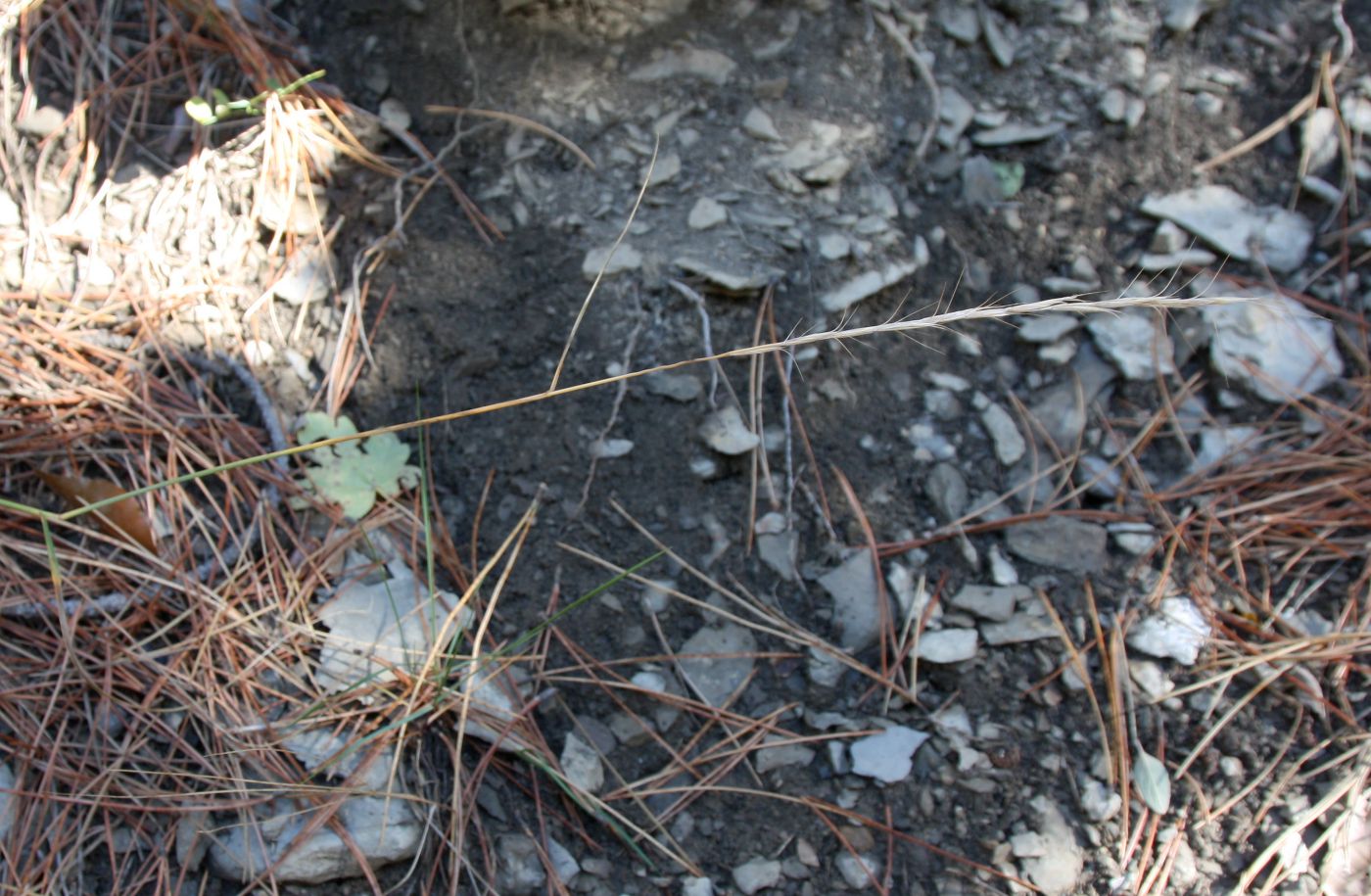 Image of Elytrigia strigosa specimen.