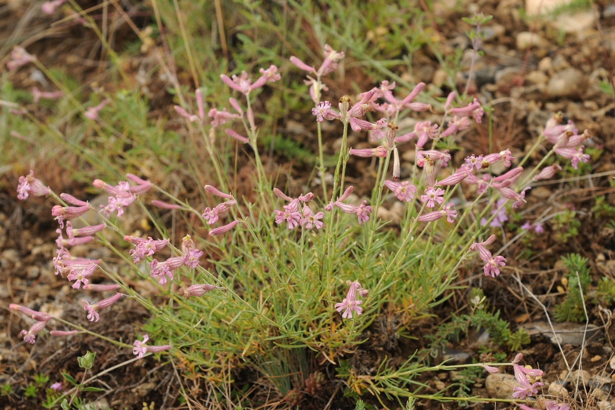 Изображение особи Silene brahuica.