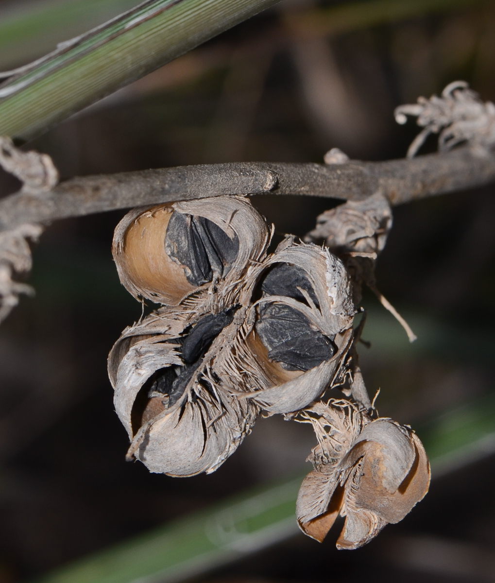 Image of Hesperaloe parviflora specimen.