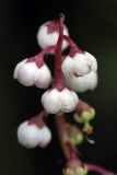 Pyrola minor. Соцветие. Карельский перешеек, окр. Сертолово. 09.07.2009.