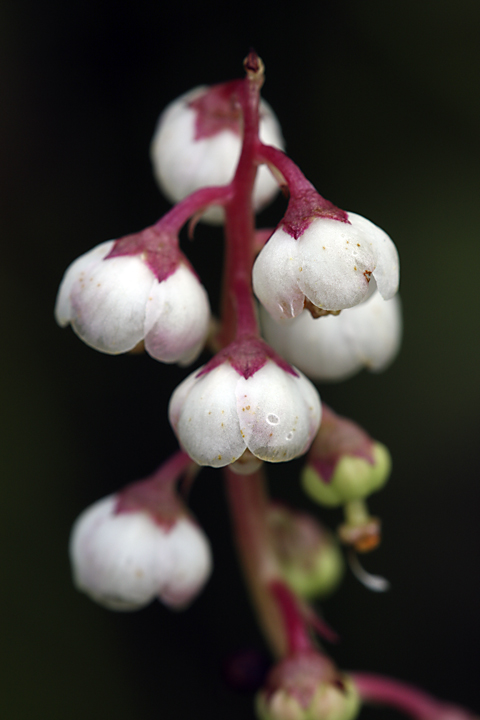 Изображение особи Pyrola minor.