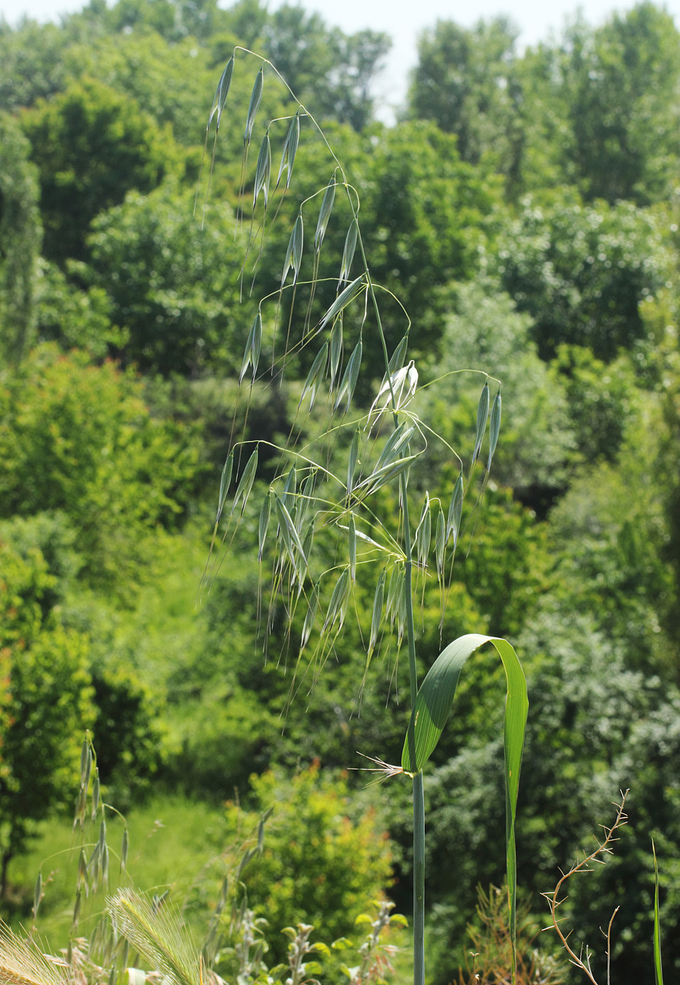 Изображение особи Avena persica.