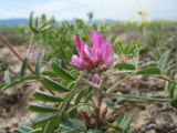 Astragalus psiloglottis. Соцветие и листья. Казахстан, Сев. Тянь-Шань, плато Сюгаты, глинисто-щебнистая пустыня. 23 мая 2016 г.