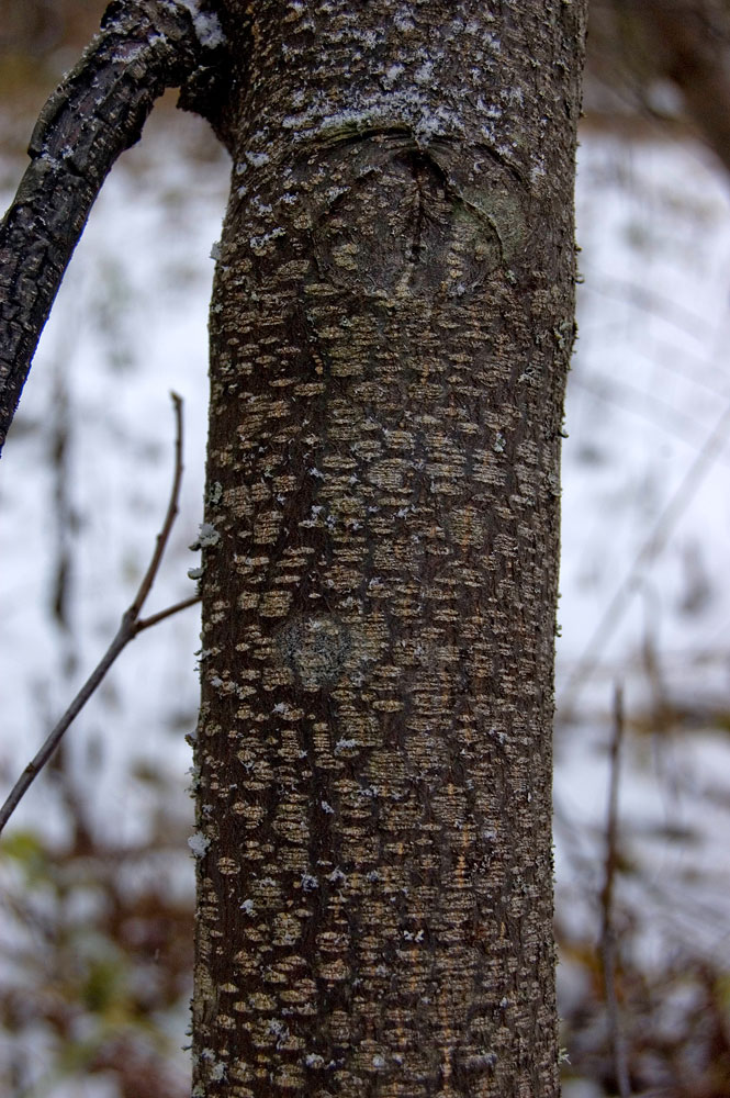 Изображение особи Frangula alnus.