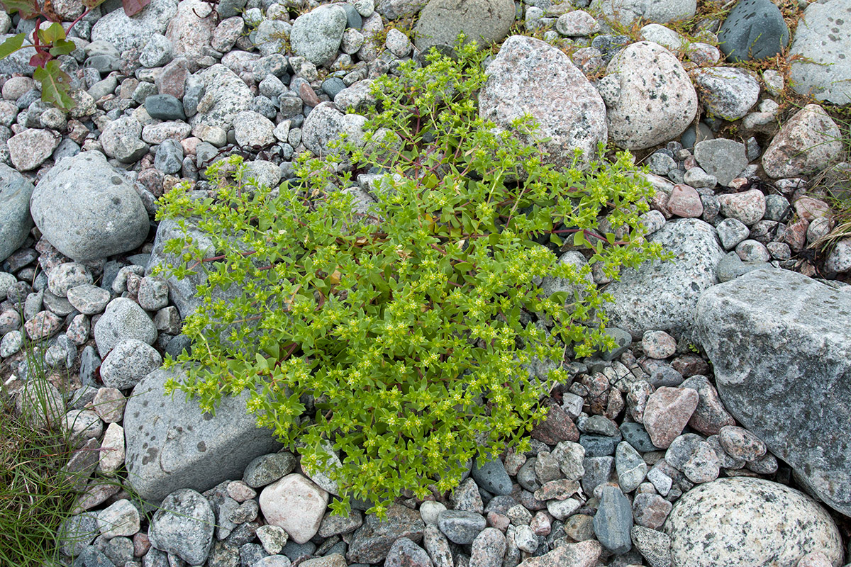 Image of Honckenya peploides ssp. diffusa specimen.