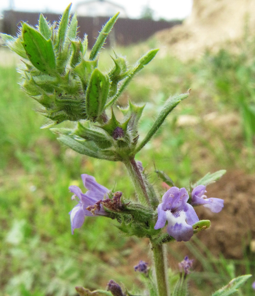 Изображение особи Ziziphora acinos.