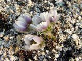 Pulsatilla magadanensis