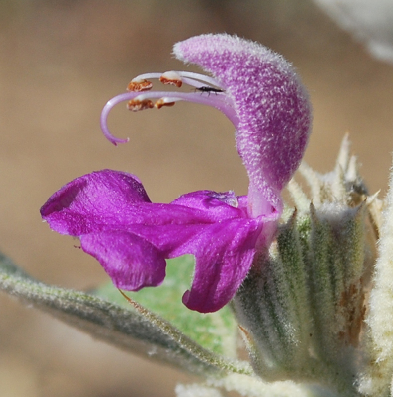 Image of Phlomis thapsoides specimen.