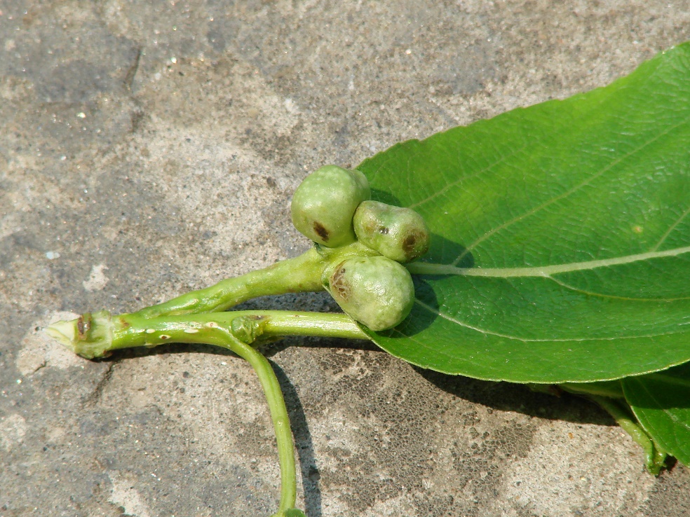 Image of Populus suaveolens specimen.