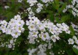 Spiraea × cinerea. Часть ветви с соцветиями. Приморский край, г. Владивосток, Ботанический сад-институт ДВО РАН. 20.05.2010.