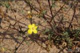 Verbascum pinnatifidum. Побег с цветком. Крым, окрестности г. Феодосия. 12 октября 2008 г.