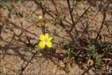 Verbascum pinnatifidum