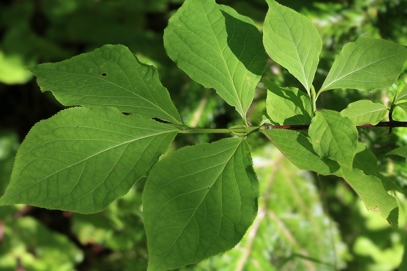 Изображение особи Euonymus miniatus.