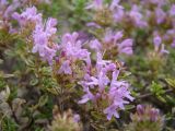 Thymus zheguliensis