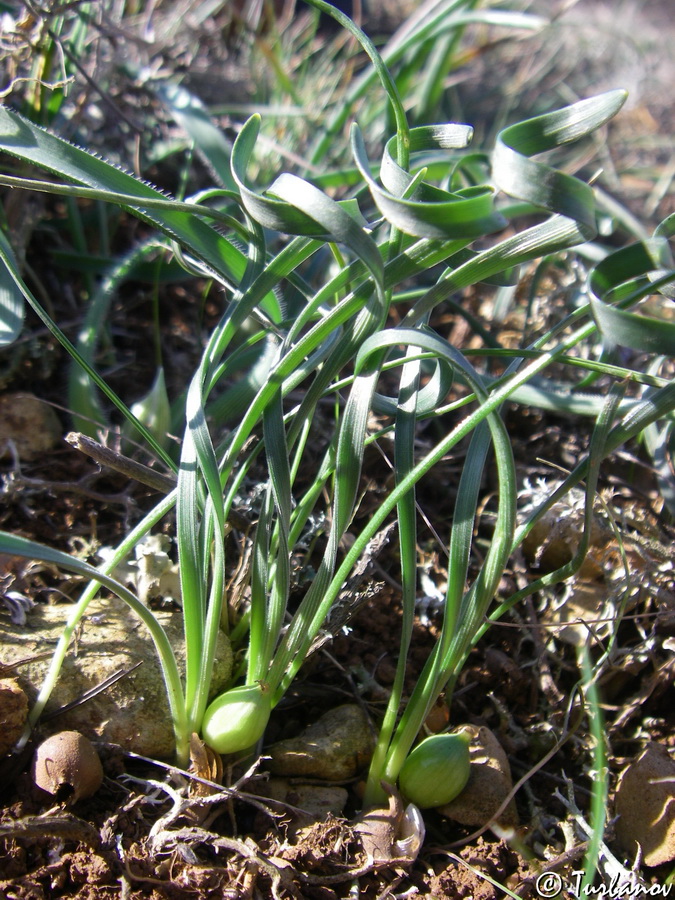 Image of Sternbergia colchiciflora specimen.