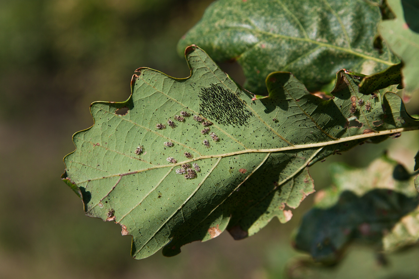 Image of Quercus petraea specimen.