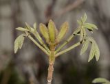 Handroanthus chrysanthus