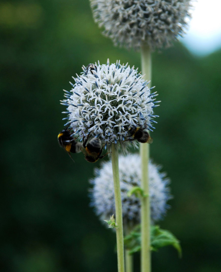 Изображение особи Echinops bannaticus.