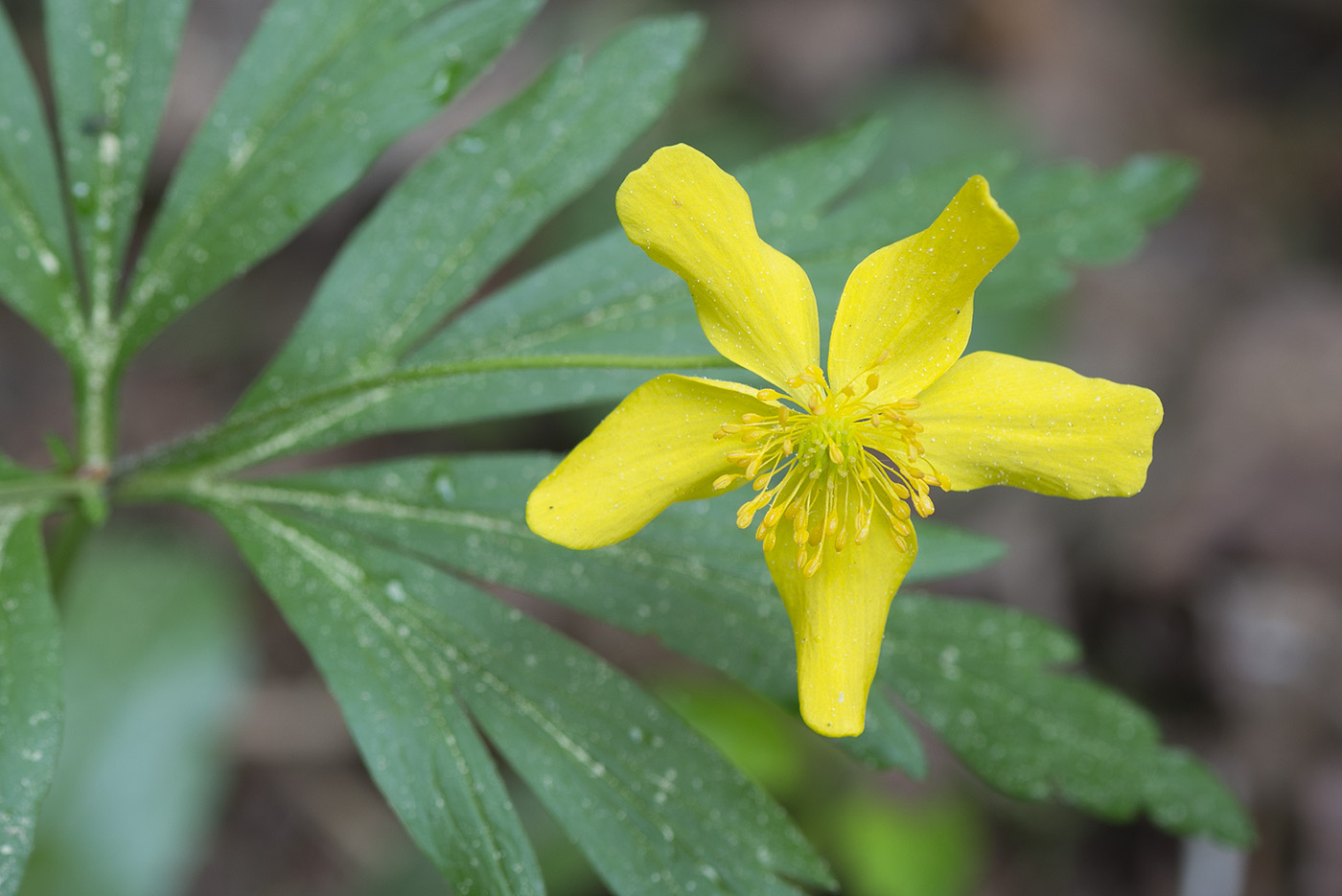 Image of Anemone ranunculoides specimen.