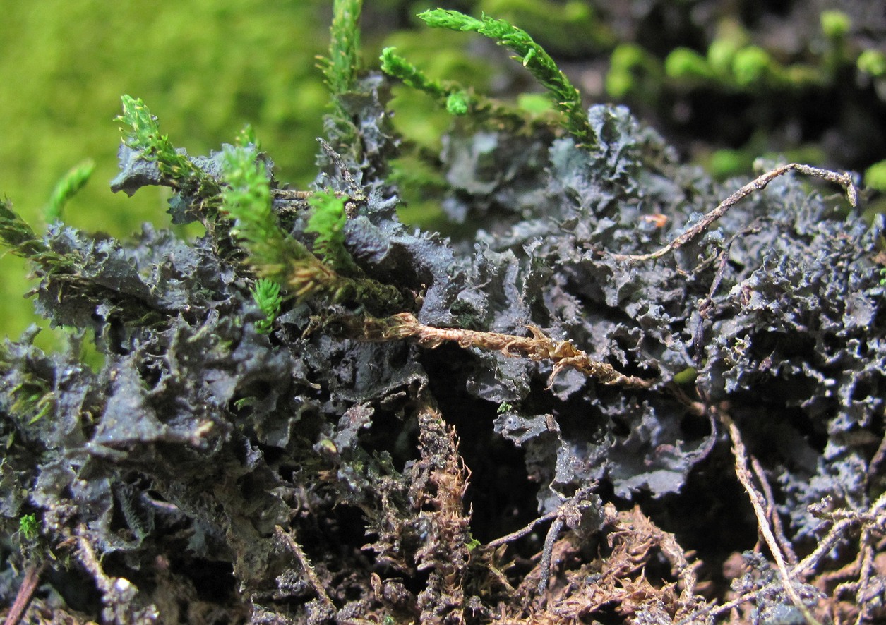 Изображение особи род Leptogium.