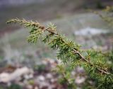 Juniperus communis. Верхушка веточки. Пермский край, Лысьвинский р-н, с. Кын, гора Ильинская, крутой каменистый склон. 04.05.2017.