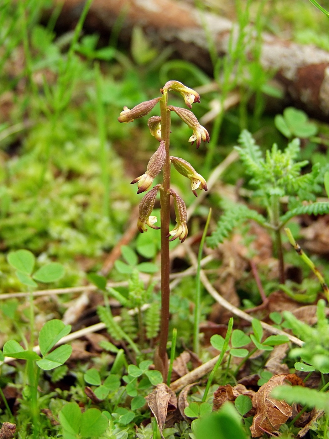 Изображение особи Corallorhiza trifida.