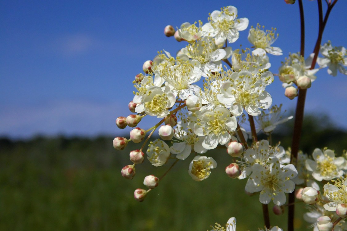 Image of Filipendula vulgaris specimen.