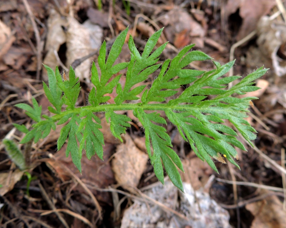 Image of Tanacetum bipinnatum specimen.