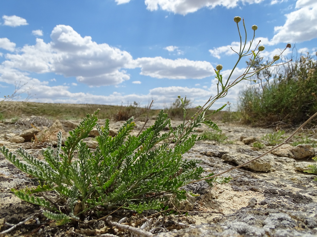 Image of Tanacetum santolina specimen.