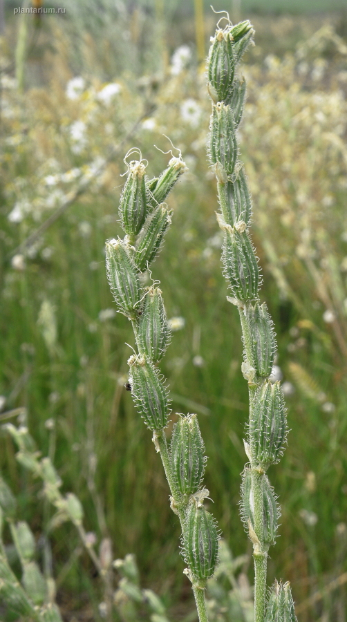 Изображение особи Silene dichotoma.