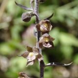 Epipactis atrorubens ssp. subclausa