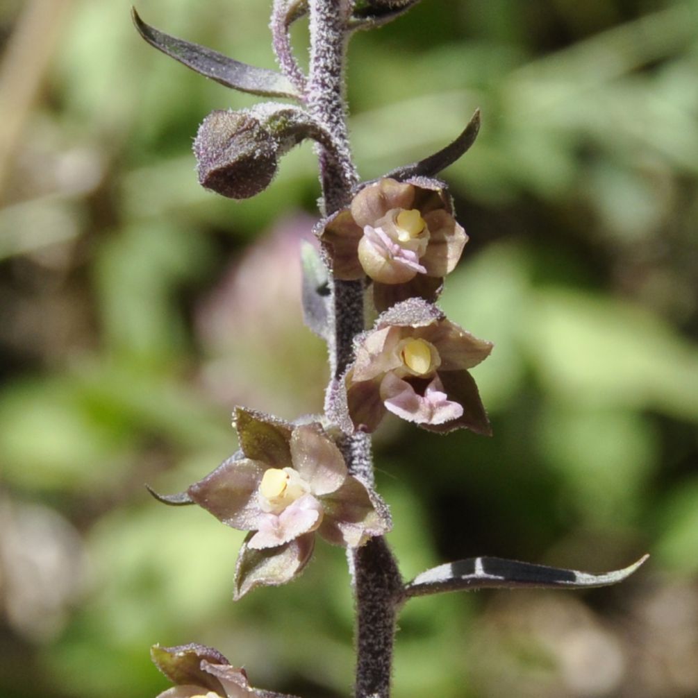 Изображение особи Epipactis atrorubens ssp. subclausa.