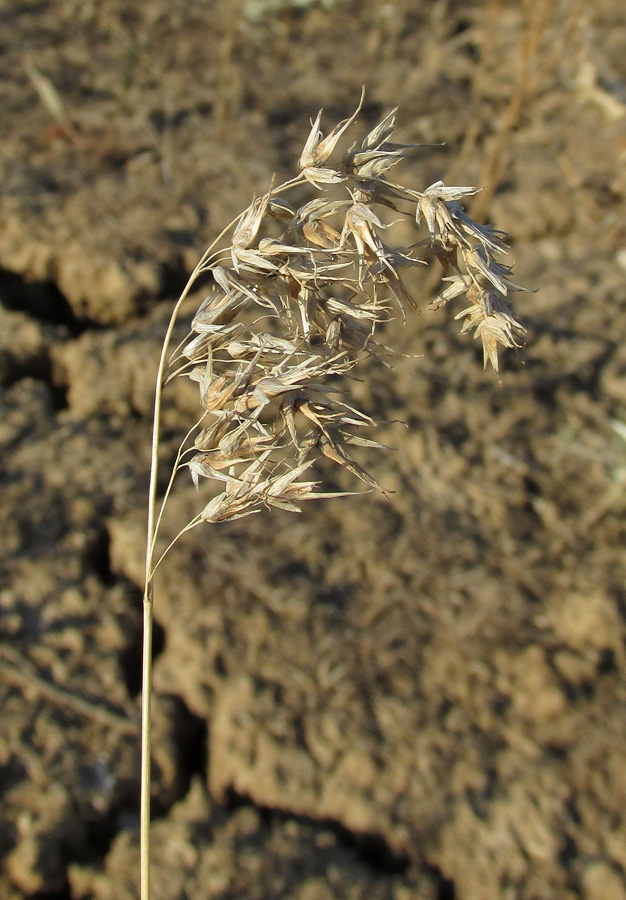 Image of Poa bulbosa ssp. vivipara specimen.