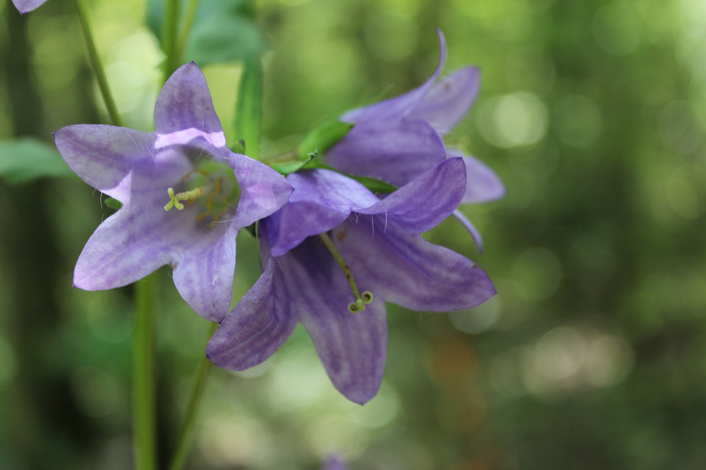 Image of Campanula trachelium specimen.