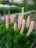 Lupinus × regalis. Цветущее растение. Волгоград, Ботсад ВГСПУ, в культуре. 30.05.2017.