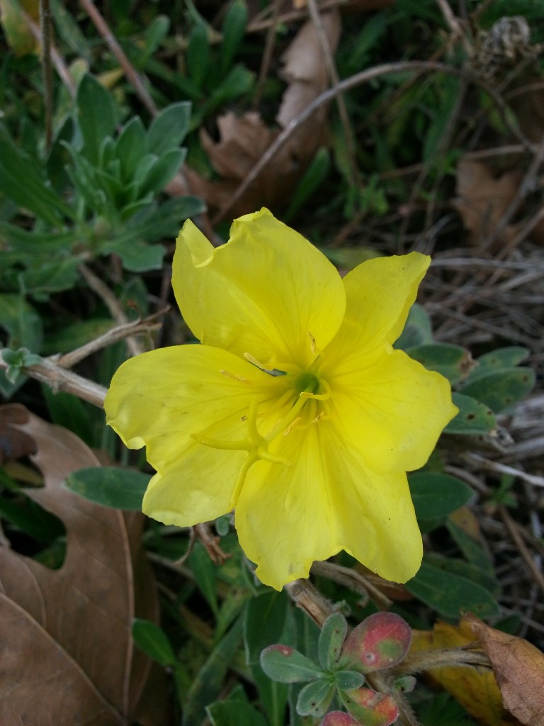 Image of Oenothera fruticosa specimen.