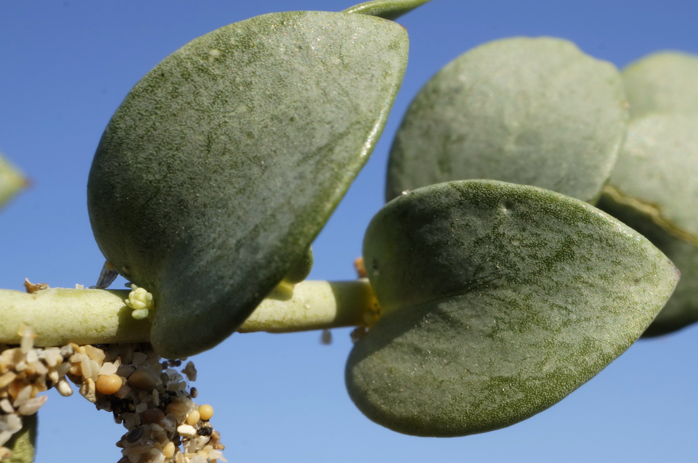 Image of Linaria sabulosa specimen.