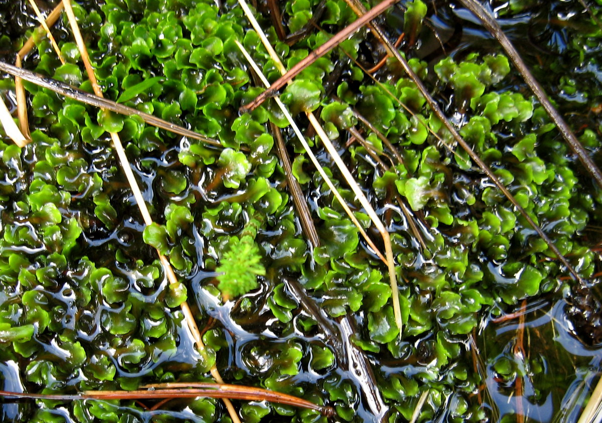 Image of Pellia neesiana specimen.