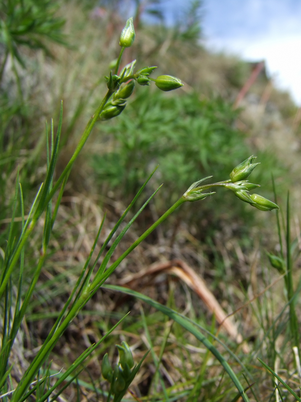 Image of Eremogone capillaris specimen.