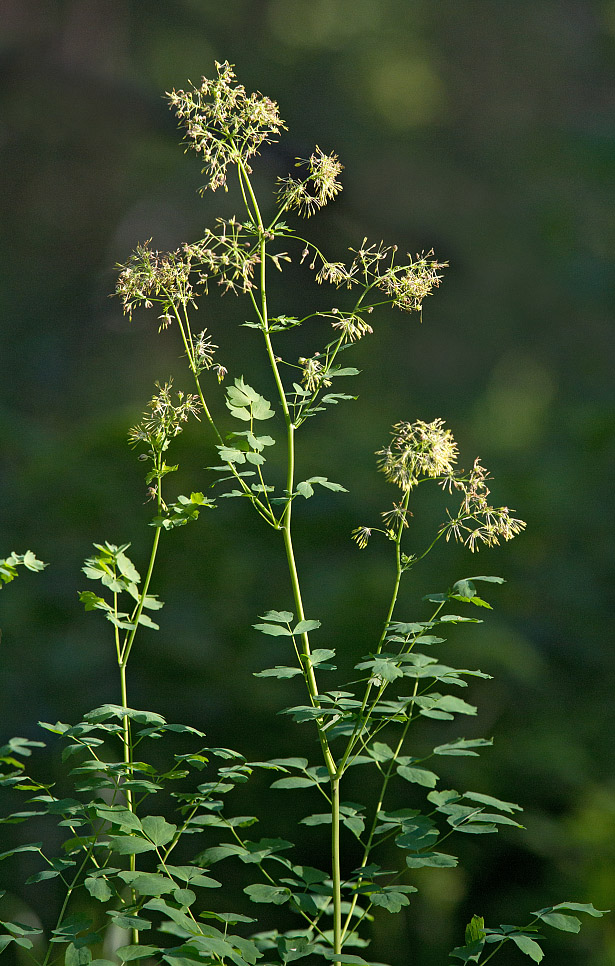 Image of Thalictrum minus specimen.