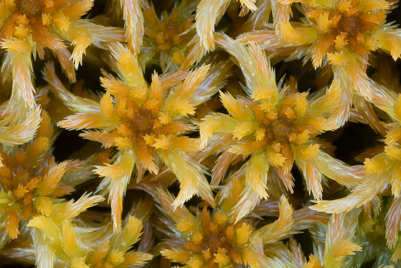 Image of genus Sphagnum specimen.