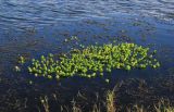 Myriophyllum aquaticum. Вегетирующие растения. Черноморское побережье Кавказа, Имеретинская низменность; Краснодарский край, окр. г. Сочи, Адлер, Природный орнитологический парк, кластер №6, искусственный пруд. 28 октября 2017 г.
