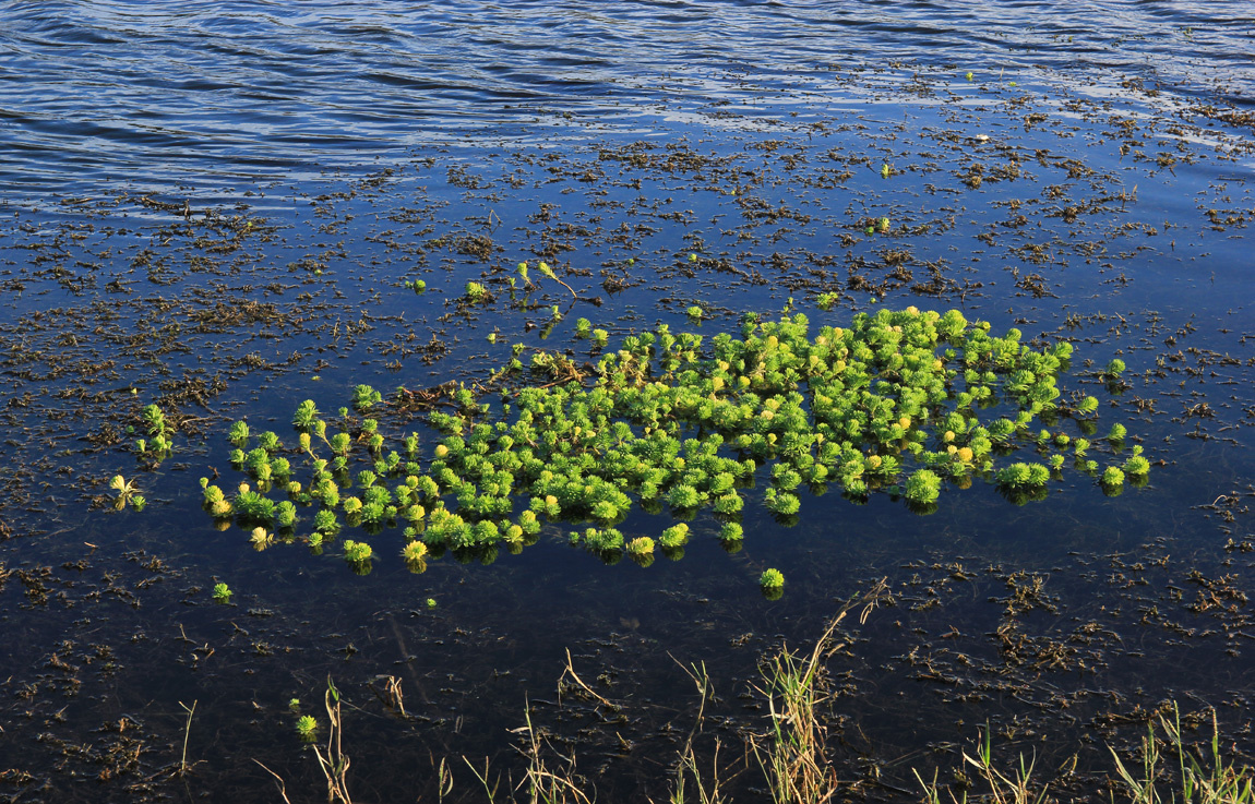 Image of Myriophyllum aquaticum specimen.