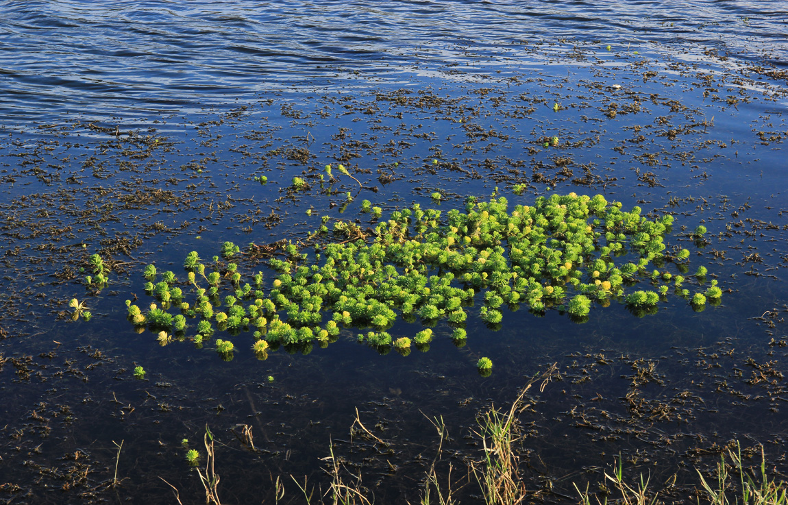 Изображение особи род Myriophyllum.