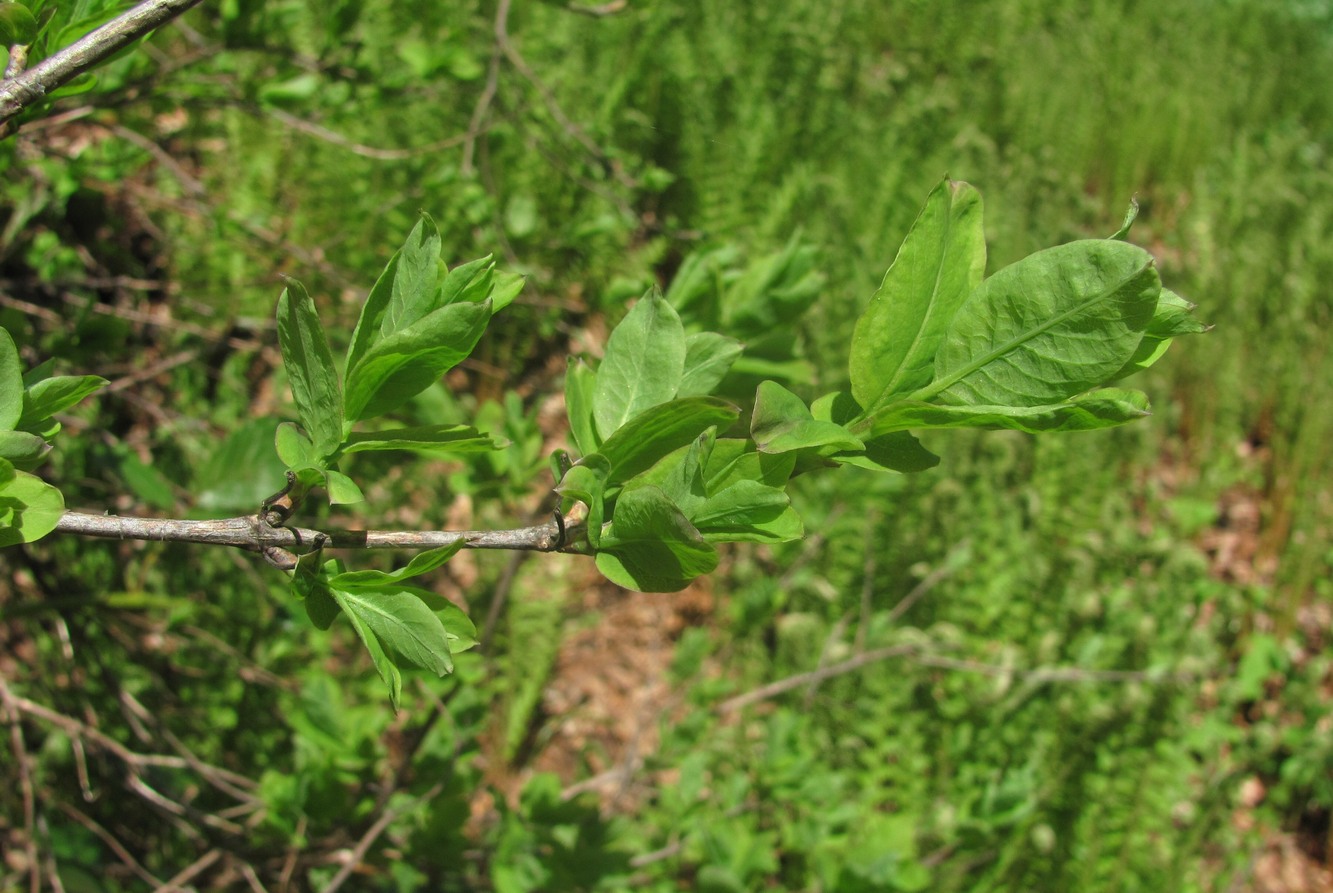 Image of Lonicera orientalis specimen.